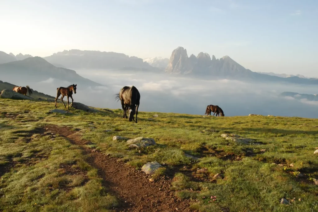 chevaux Dolomites